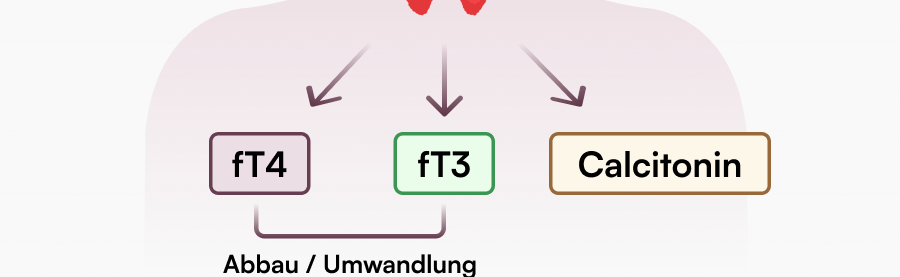 Umwandlungsstoerung_T4_T3_T2_T1_Calcitonin_6279b921-83c6-447e-ab9c-76071822e168.png